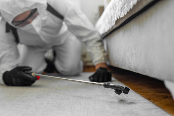 Professional Bed Bug Control technician working in Hickory Hills, IL